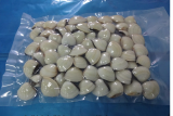 HIGH QUALITY FROZEN WHOLE WHITE CLAM SHELL ON